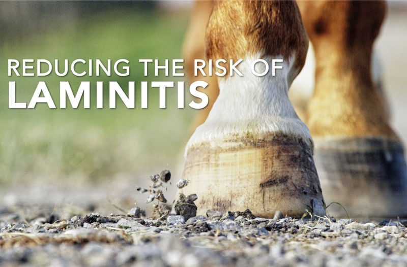 Reducing the risk of Laminitis - Equine Science Matters™